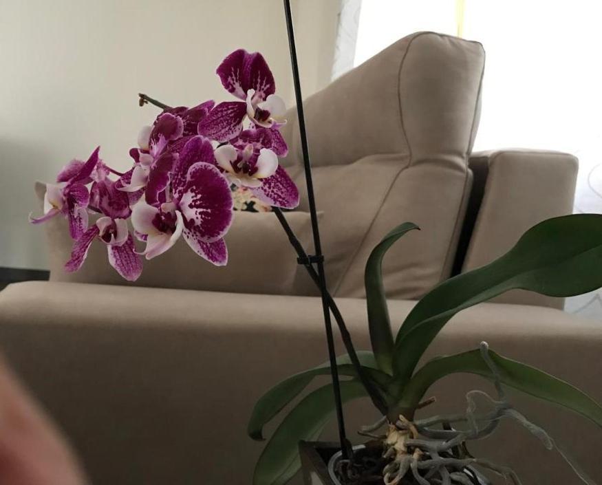 Apartamento Cangas Relax Onís 외부 사진